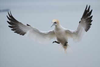 Northern gannet (Morus bassanus) landing, wildlife, Heligoland, Germany, Europe
