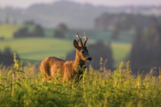 A roe deer buck (Capreolus capreolus) stands in a meadow in the first light of the day