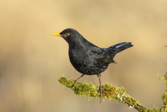 Blackbird (Turdus merula), male sitting on a branch covered with moss, wildlife, winter, animals,