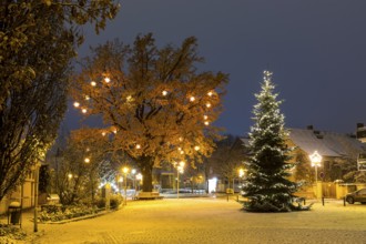 Christmas tree and oak tree on Wettinplatz with Herrnhut stars, Sternenbaum, Coswig, Saxony,