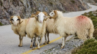 Four rams standing together on a winding mountain road against a rocky backdrop, sheep (e) or goat