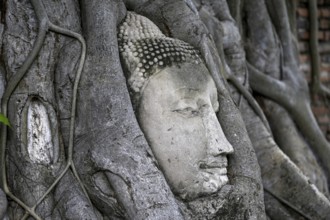 Sandstone Buddha head at the foot of a Bodhi tree in Wat Mahathat, Temple of the Great and Holy