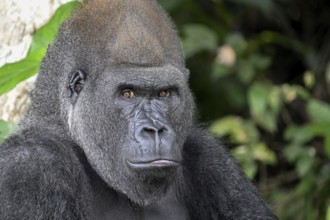 Western lowland gorilla (Gorilla gorilla gorilla), portrait, Réserve Lésio-Louna nature reserve,
