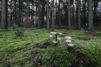 Sulphur tuft (Hypholoma fasciculare) in spruce forest, Emsland, Lower Saxony, Germany, Europe