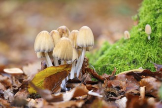 Mica tintling (Coprinellus micaceus), Germany, Europe