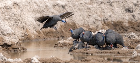 Helmeted guinea fowl (Numida meleagris), group at the waterhole, guinea fowl in flight, Nxai Pan