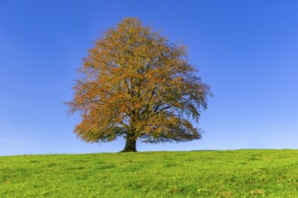 A majestic tree with autumnal foliage stands on a spacious meadow under a blue sky, copper beech