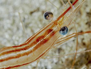 Close-up of a striped red-brown shrimp with striking eyes and fine details, unicorn shrimp