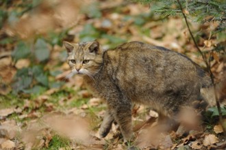 A wildcat moves carefully through the colourful autumn leaves in the forest, European wildcat