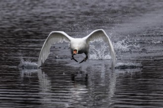 Flying swan just above water with energetic wing beat, Mute Swan, (cygnus olor), wildlife, Germany,
