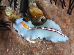 Turquoise-coloured racing stripe whirlpool worm (Pseudoceros bifurcus) with orange stripes on