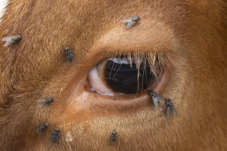 Domestic cattle or cow (Bos taurus) adult farm animal close up of its eye with flies around it,