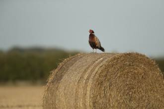 Common or Ringed-necked pheasant (Phasianus colchicus) adult male bird on a farmland straw bale,