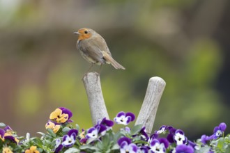 European robin (Erithacus rubecula) adult bird on a shears handle in garden plant pot with pansy