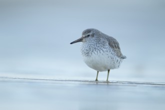 Red knot (Calidris canutus) adult wading bird in winter plumage on a coast shoreline, England,