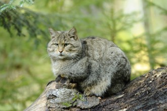 Wildcat sitting quietly on a tree trunk, surrounded by green nature, Wildcat (Felis silvestris),