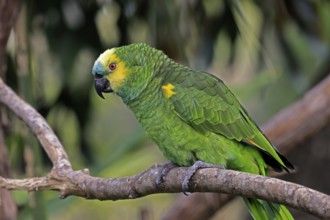 Yellow-headed Amazon (Amazona oratrix), adult, on wait, on tree, Central America, Central America