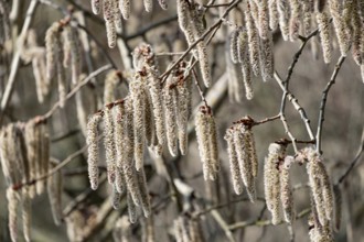 Male flowering aspen (Populus tremula), Palatinate, Rhineland-Palatinate, Germany, Europe