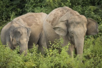 Indian elephants (Elephas maximus indicus), Khiri Khan, Hua Hin, Kui Buri National Park, Thailand,