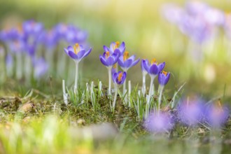 Flowering crocuses (Crocus) in the garden in springtime on a sunny day, Bavaria, Germany, Europe