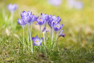 Flowering crocuses (Crocus) in the garden in springtime on a sunny day, Bavaria, Germany, Europe