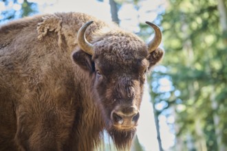 European bison (Bison bonasus) portrait in a forest in spring, Bavarian Forest, Germany, Europe