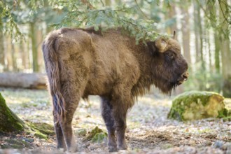 European bison (Bison bonasus) in a forest in spring, Bavarian Forest, Germany, Europe