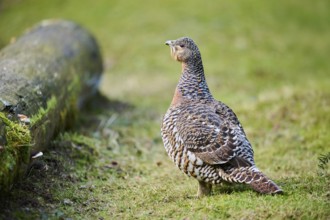 Western capercaillie (Tetrao urogallus) female (hen) standing on the ground at the edge of a foest,