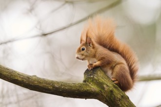 Red squirrel (Sciurus vulgaris) on a tree, Bavaria, Gernany