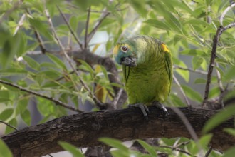 Free-living blue-fronted amazon (Amazona aestiva) in a public park in Buenos Aires, Argentina,