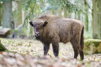 European bison (Bison bonasus) youngster in a forest in spring, Bavarian Forest, Germany, Europe