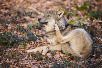 Close-up of a Eurasian wolf (Canis lupus lupus) in a forest in spring, Bavarian Forest National