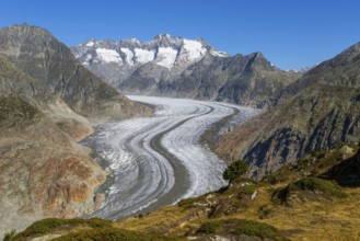Aletsch glacier, glacier tongue, panorama, climate change, decline, global warming, ice, global
