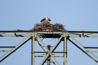 Pair of ospreys, Müritz region, Mecklenburg-Vorpommern, Germany, Europe