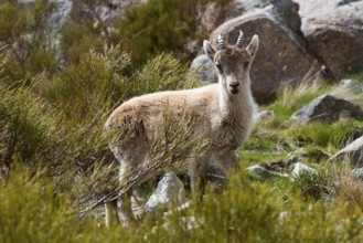 A young ibex stands in a mountainous landscape surrounded by rocks and greenery, Gredos ibex (Capra