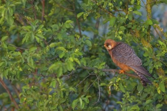 Red-footed Falcon, (Falco vespertinu), perching station, falcon family, Tower Hide, Tiszaalpár,