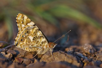 Thistle butterfly, (Vanessa cardu), Syn. Cynthia cardui, butterfly, Kaiserstuhl, Baden-Württemberg,