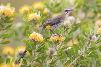 Cape sugarbird (Promerops cafer), Harold Porter National Botanical Gardens, Betty's Bay, Western