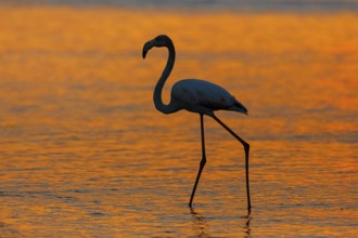 Greater flamingo (Phoenicopterus roseus), sunset, backlight, East Khawr / Khawr Ad Dahariz,