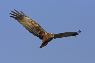 Western marsh-harrier (Circus aeruginosus), Hides de El Taray / Raptor Hide, Villafranca de los