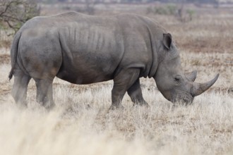 Southern white rhinoceros (Ceratotherium simum simum), adult male feeding on dry grass, foraging,
