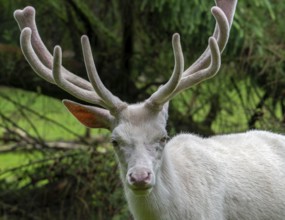 Leucistic red deer (Cervus elaphus) stag, white morph at forest edge with antlers covered in velvet