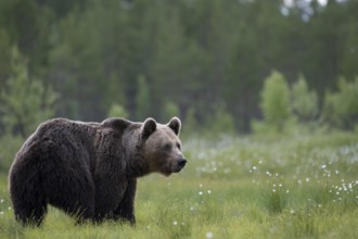Brown bear (Ursus arctos) in the Finnish taiga, Kuusamo, Finland, Europe