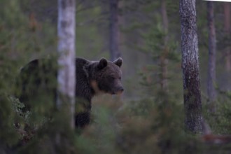 Brown bear (Ursus arctos) in the Finnish taiga, Kuusamo, Finland, Europe