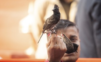 Hajo, India. 15 January 2024. Bird owners hold red-vented bulbuls before fighting during a
