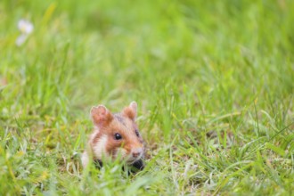 A European hamster (Cricetus cricetus), Eurasian hamster, black-bellied hamster or common hamster,