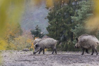A group of wild boar or wild pig (Sus scrofa), walking over an opening in early morning light,