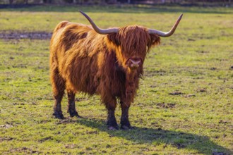 One Highland cow (Bos (primigenius) taurus) stands on a meadow