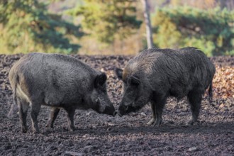 Two wild boar or wild pig (Sus scrofa) fight on an opening