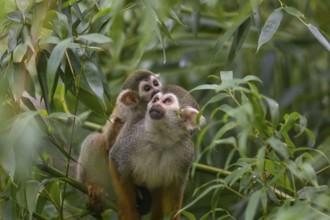 One female Central American squirrel monkey, Saimiri oerstedii, carrying her baby. Green vegetation